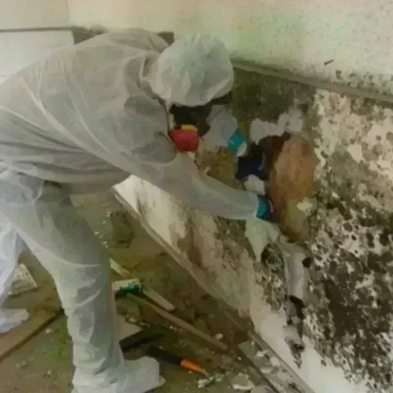 Mold Remediation and Removal in Alma, AR